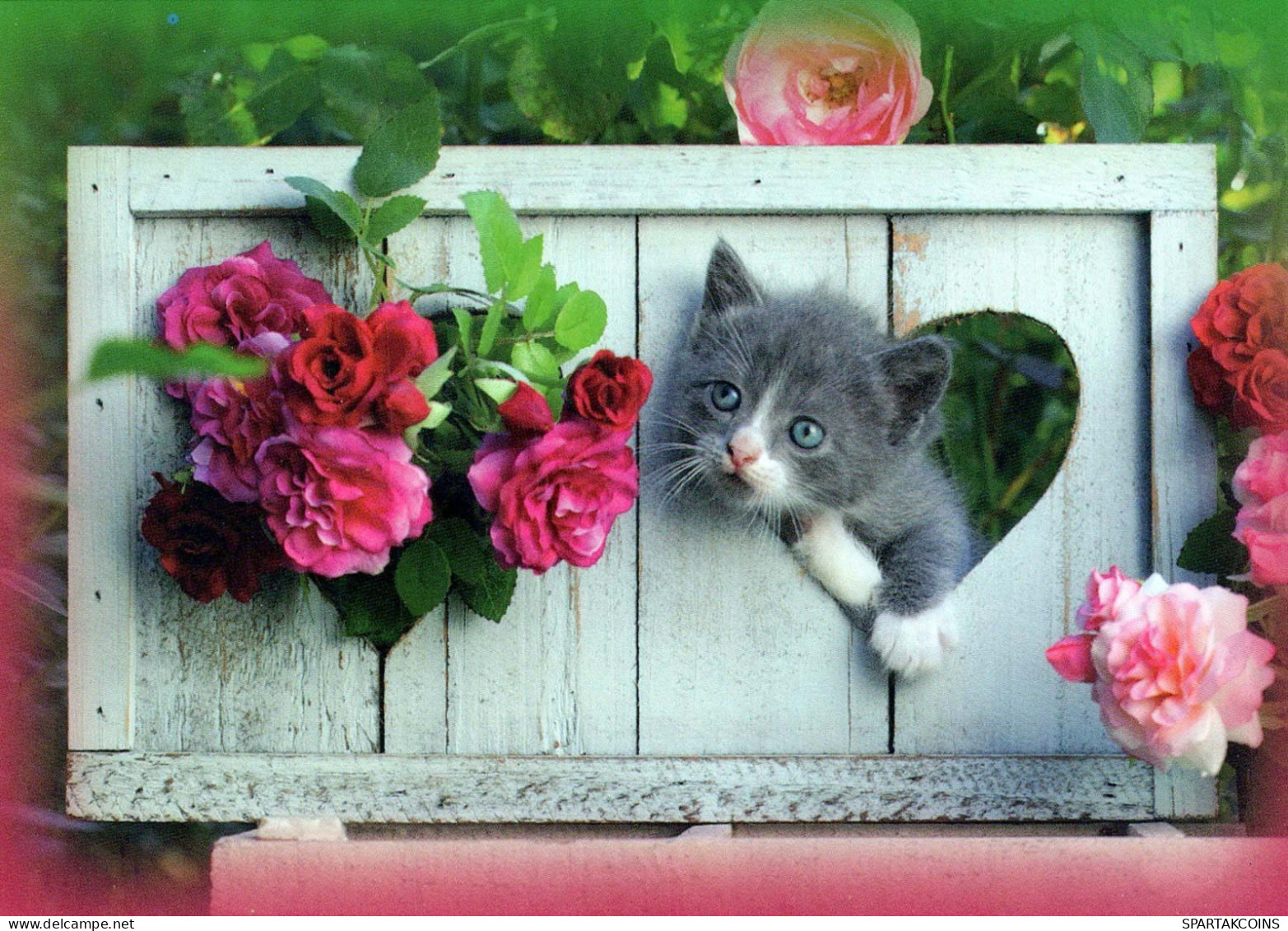 GATTO KITTY Animale Vintage Cartolina CPSM #PBQ830.IT - Cats