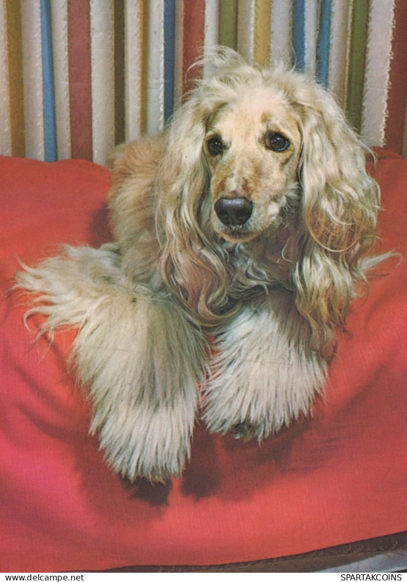 CANE Animale Vintage Cartolina CPSM #PAN805.IT - Hunde