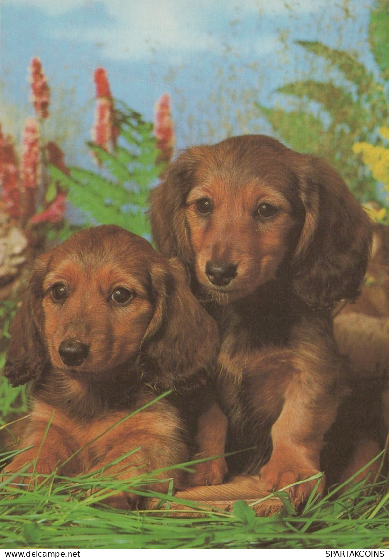 CANE Animale Vintage Cartolina CPSM #PAN741.IT - Hunde