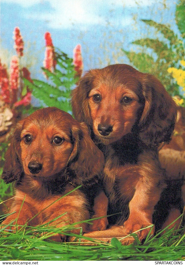 CANE Animale Vintage Cartolina CPSM #PAN741.IT - Hunde