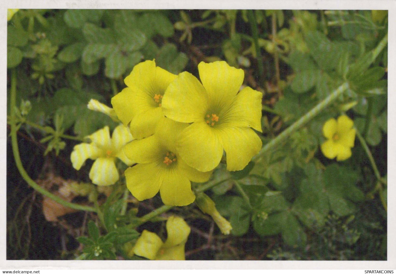 FLOWERS Vintage Postcard CPSMPF #PKG028.GB - Blumen