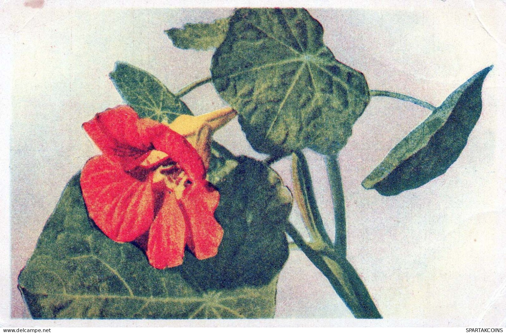 FLOWERS Vintage Postcard CPA #PKE666.GB - Blumen