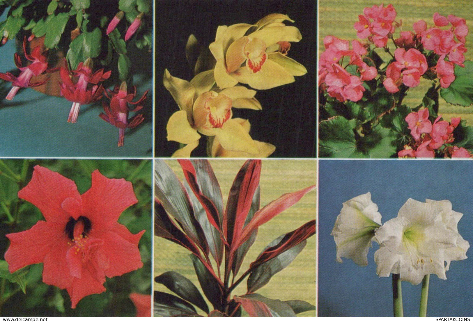 FLOWERS Vintage Postcard CPSM #PBZ310.GB - Blumen