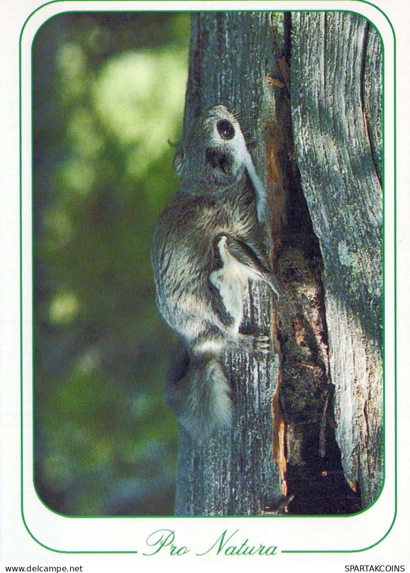 SQUIRREL Animals Vintage Postcard CPSM #PBS709.GB - Autres & Non Classés
