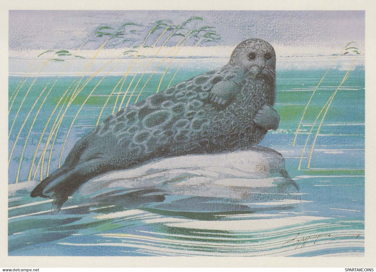 SEAL Animals Vintage Postcard CPSM #PBS641.GB - Andere & Zonder Classificatie