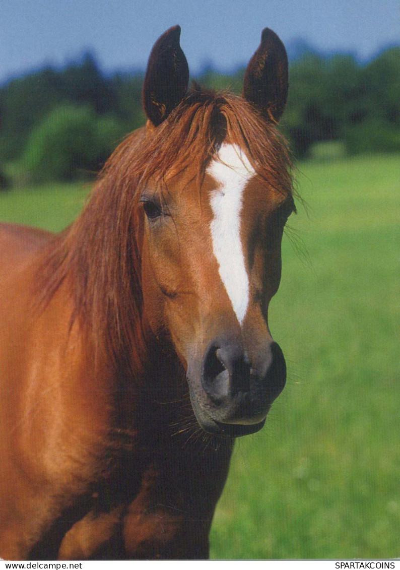 HORSE Animals Vintage Postcard CPSM #PBR942.GB - Caballos