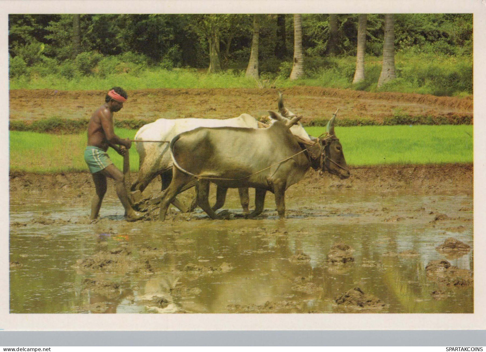 COW Animals Vintage Postcard CPSM #PBR795.GB - Koeien