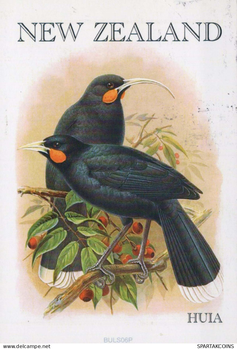 BIRD Animals Vintage Postcard CPSM #PBR540.GB - Vögel