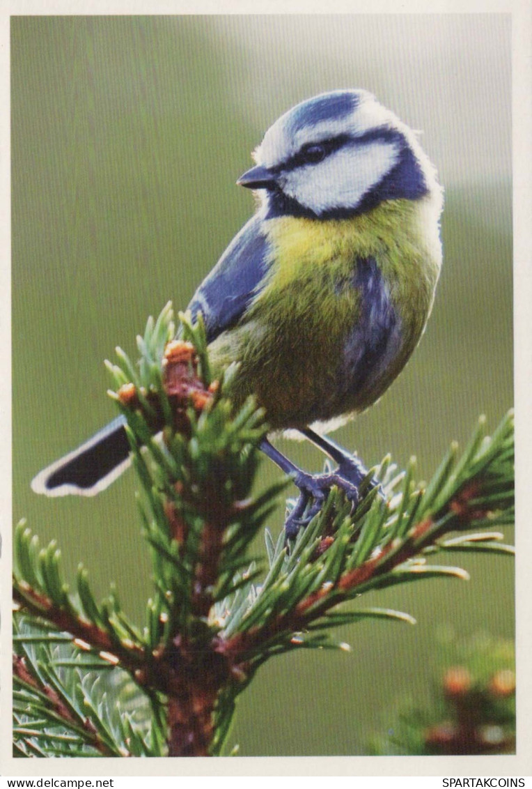 BIRD Animals Vintage Postcard CPSM #PBR417.GB - Vögel