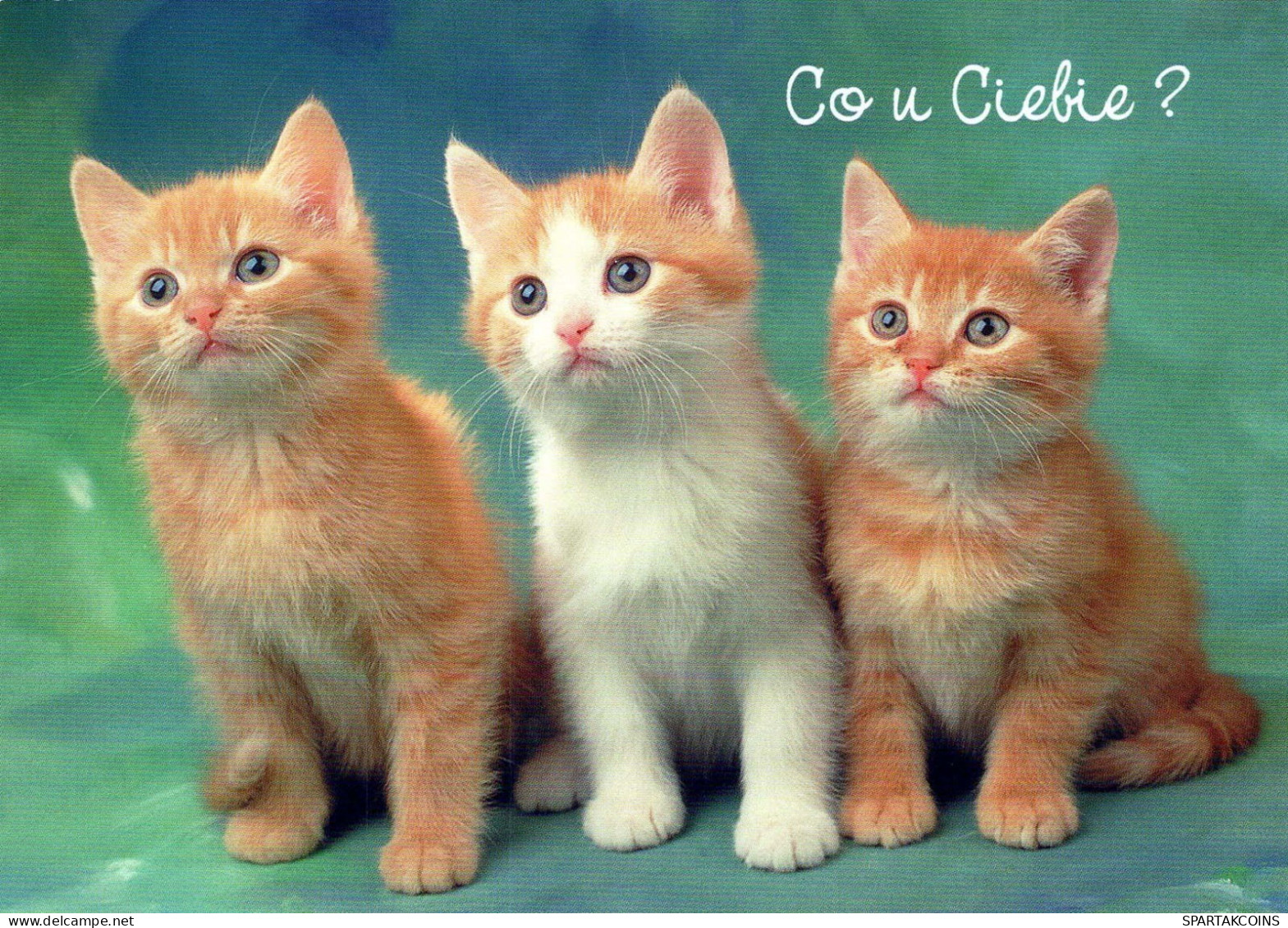 CAT KITTY Animals Vintage Postcard CPSM #PBR017.GB - Chats