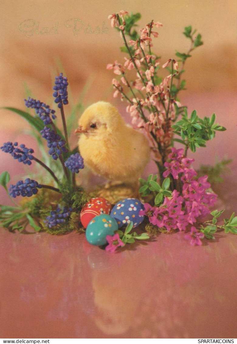 EASTER CHICKEN EGG Vintage Postcard CPSM #PBP158.GB - Pâques