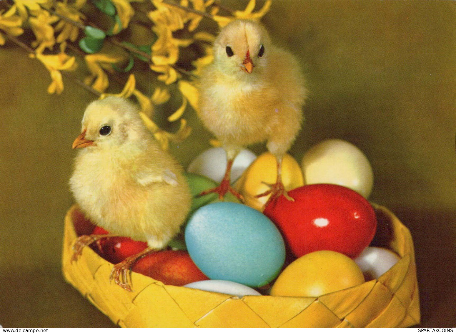 EASTER CHICKEN EGG Vintage Postcard CPSM #PBO906.GB - Pâques