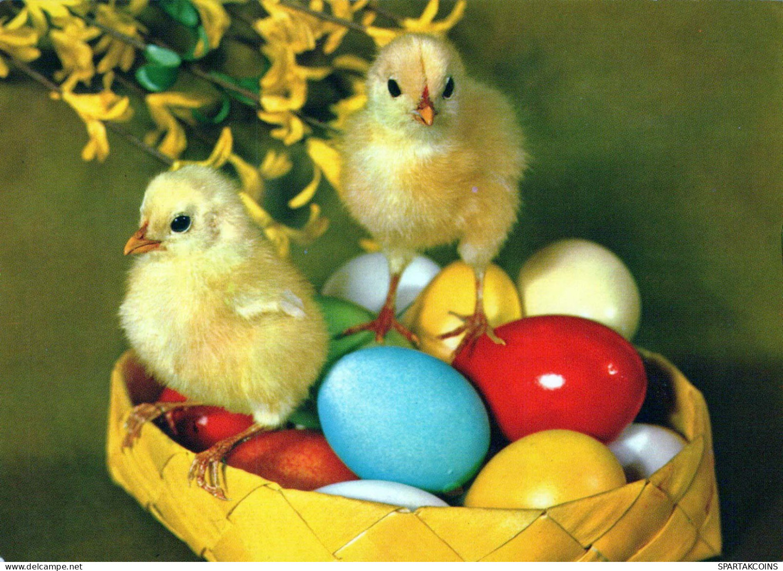 EASTER CHICKEN EGG Vintage Postcard CPSM #PBO906.GB - Pâques