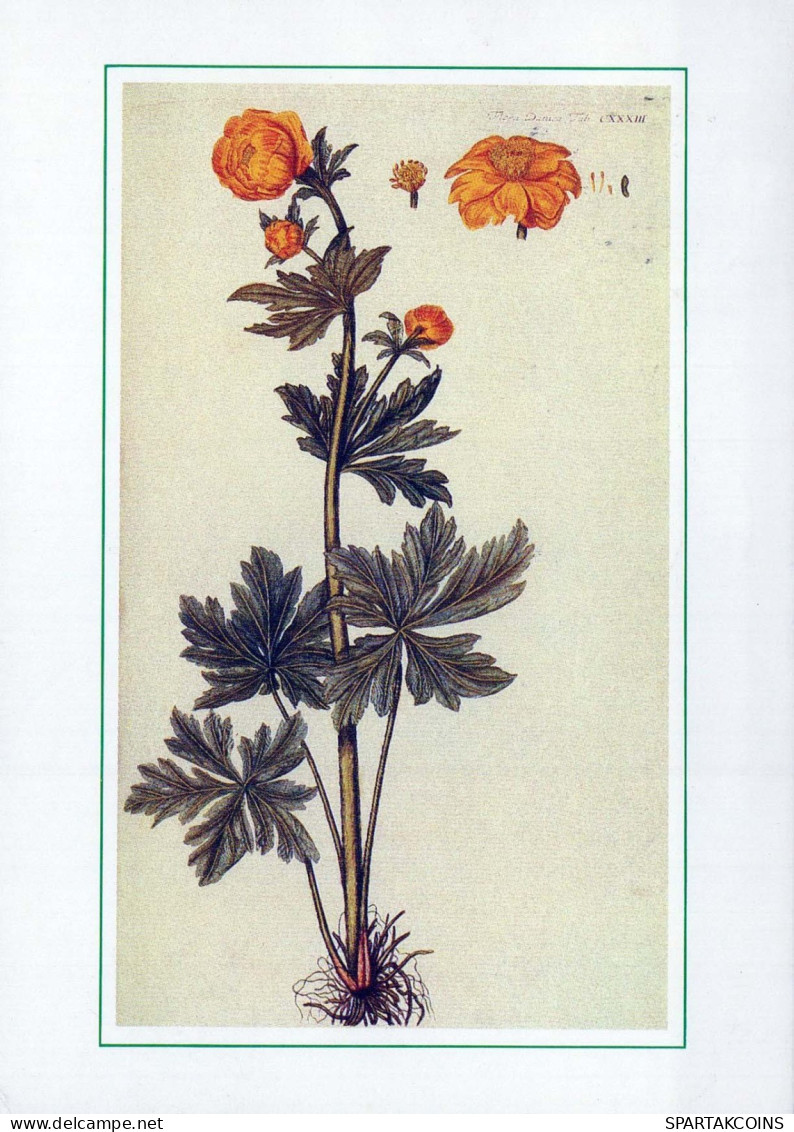 FLOWERS Vintage Postcard CPSM #PAS443.GB - Blumen