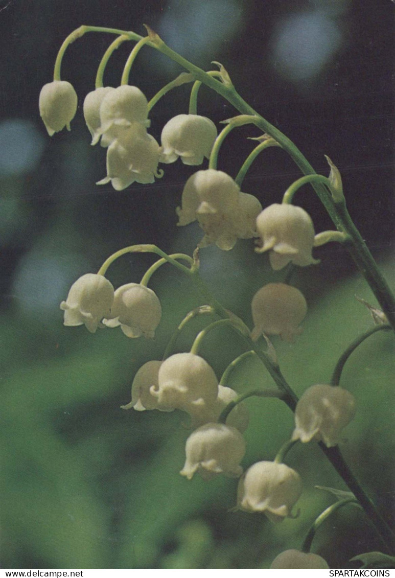 FLOWERS Vintage Postcard CPSM #PAS503.GB - Blumen