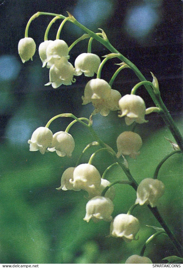 FLOWERS Vintage Postcard CPSM #PAS503.GB - Blumen