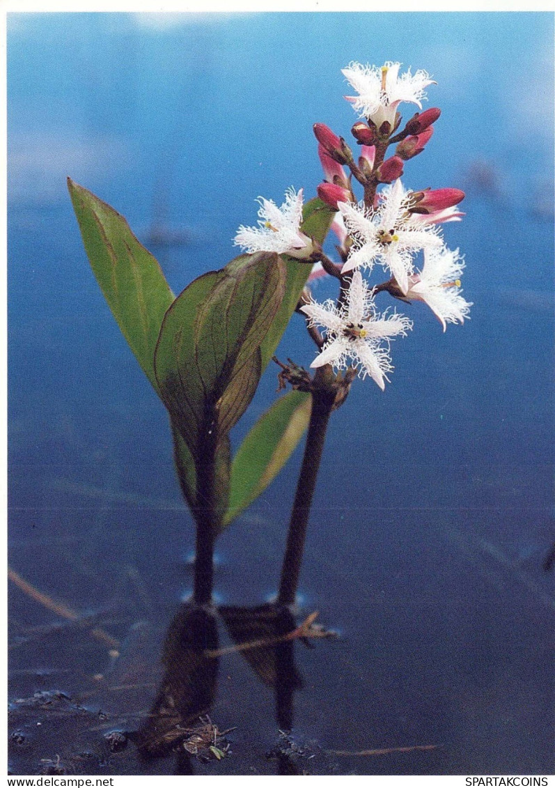 FLOWERS Vintage Postcard CPSM #PAR782.GB - Flowers