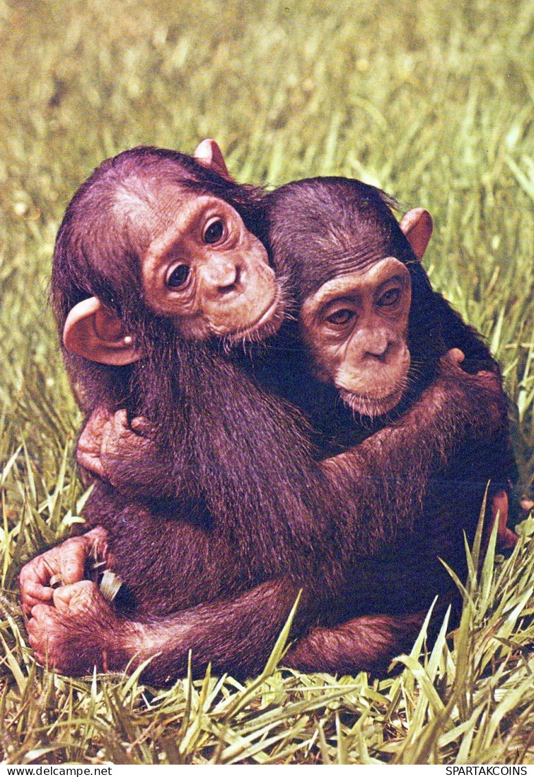 MONKEY Animals Vintage Postcard CPSM #PAN999.GB - Affen