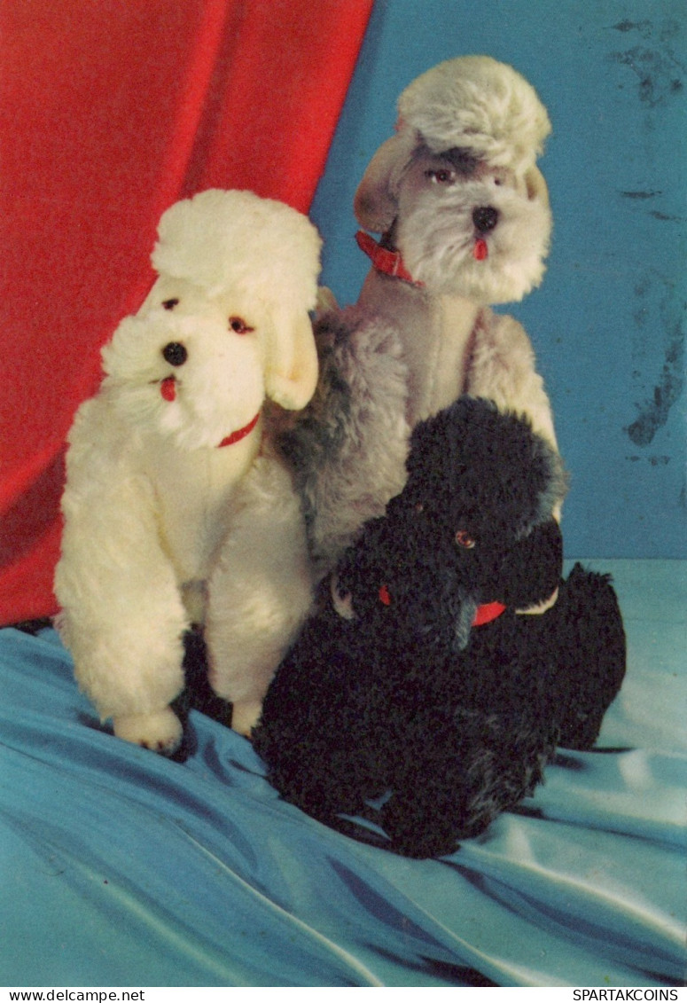 DOG Animals Vintage Postcard CPSM #PAN737.GB - Honden