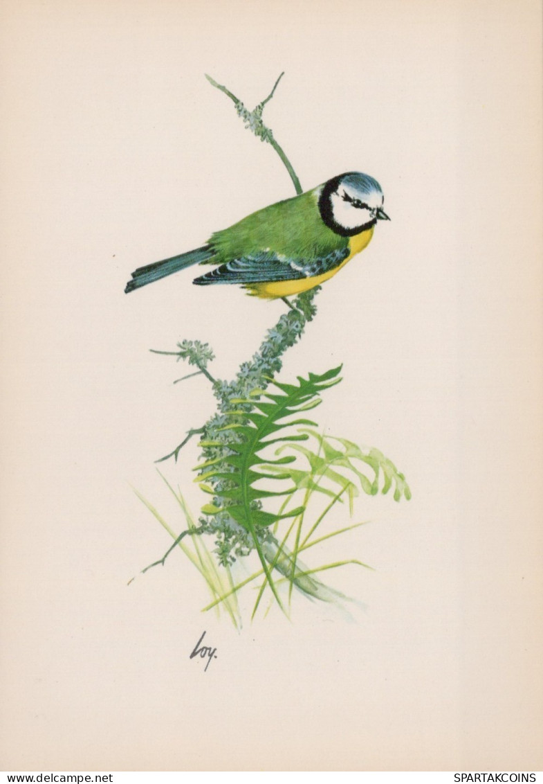 BIRD Animals Vintage Postcard CPSM #PAN225.GB - Birds