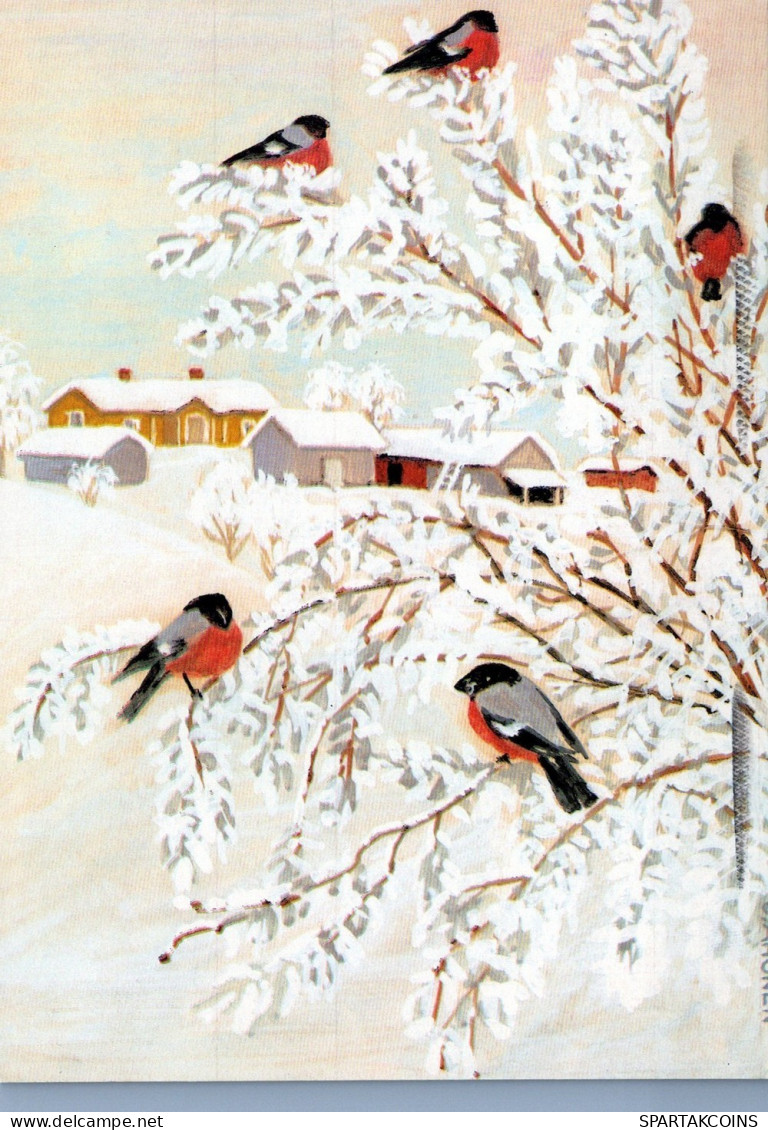 BIRD Animals Vintage Postcard CPSM #PAM791.GB - Vögel