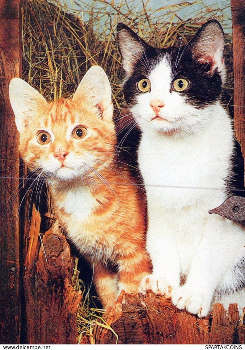 CAT KITTY Animals Vintage Postcard CPSM #PAM285.GB - Chats