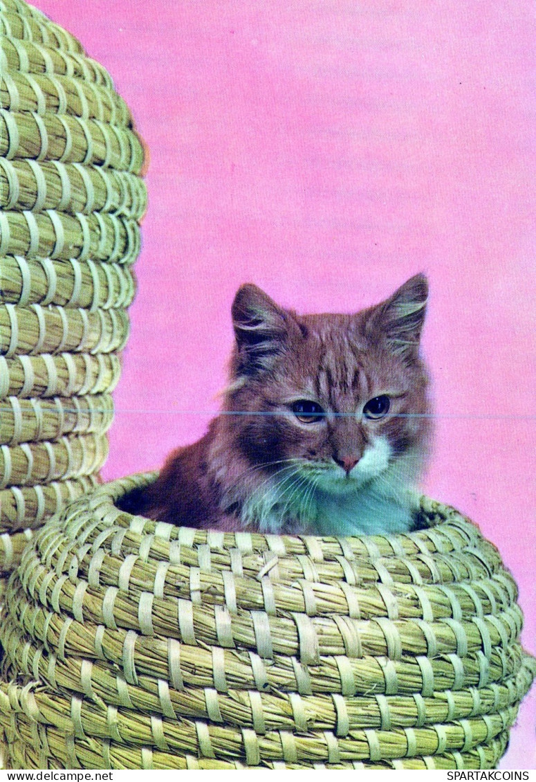 CAT KITTY Animals Vintage Postcard CPSM #PAM101.GB - Chats