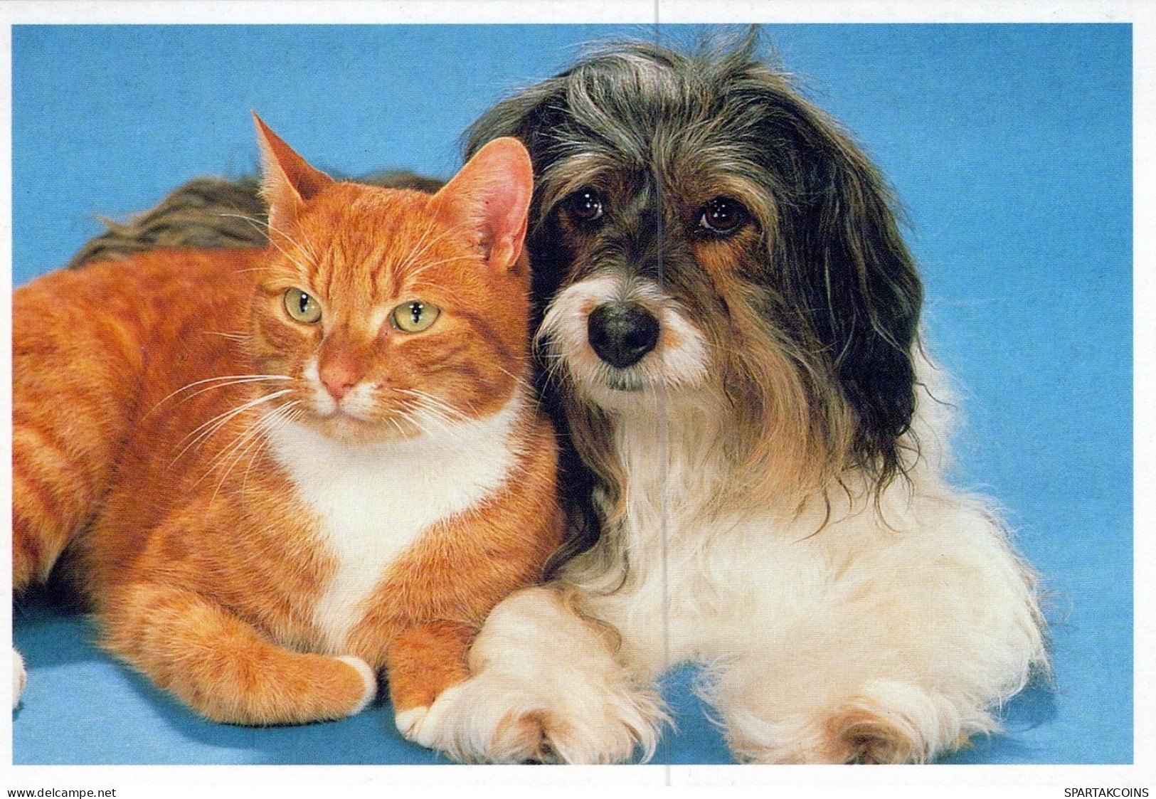 DOG AND CAT Animals Vintage Postcard CPSM #PAM037.GB - Hunde