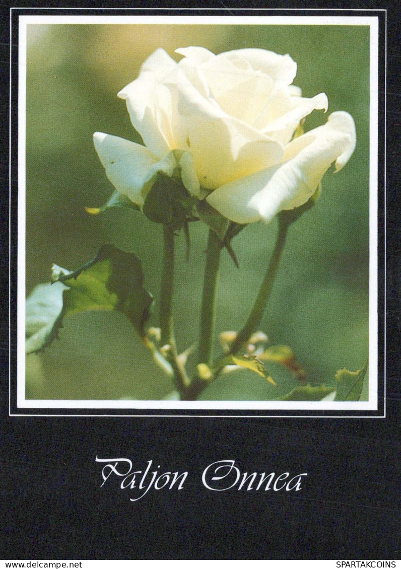 FLEURS Vintage Carte Postale CPSM #PBZ672.FR - Flowers