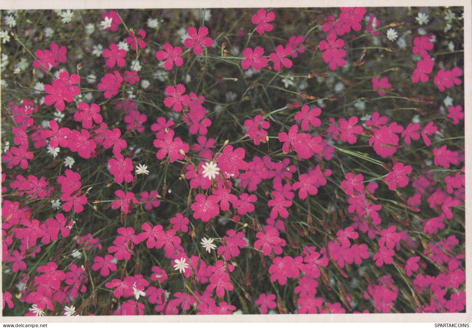 FLEURS Vintage Carte Postale CPSM #PBZ794.FR - Flores