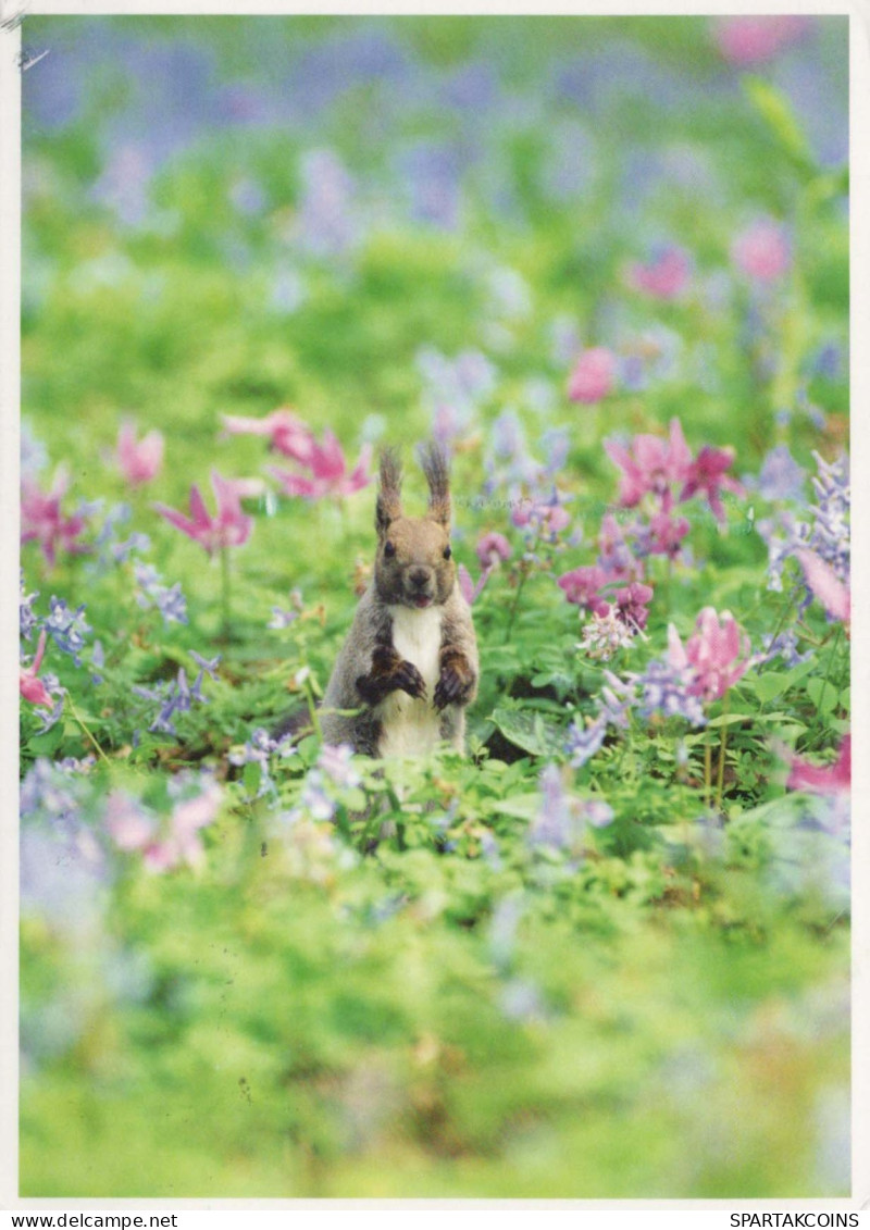 ÉCUREUIL Animaux Vintage Carte Postale CPSM #PBS714.FR - Other & Unclassified