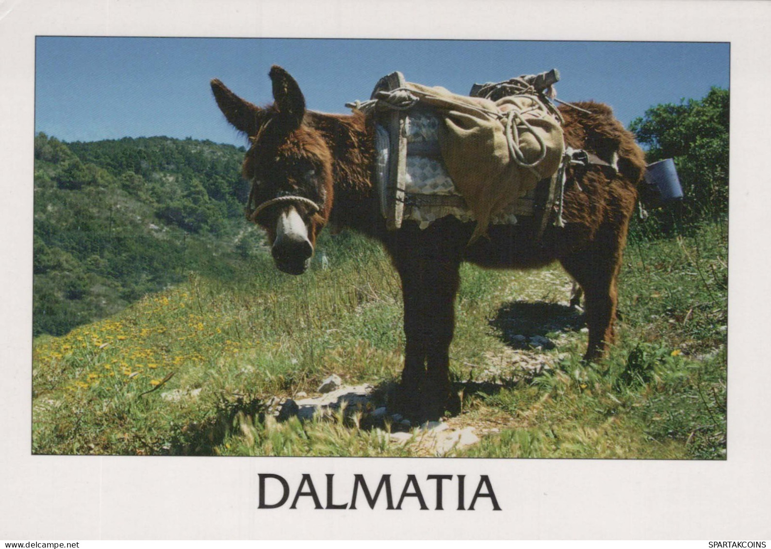 ÂNE Animaux Vintage Carte Postale CPSM #PBR946.FR - Donkeys