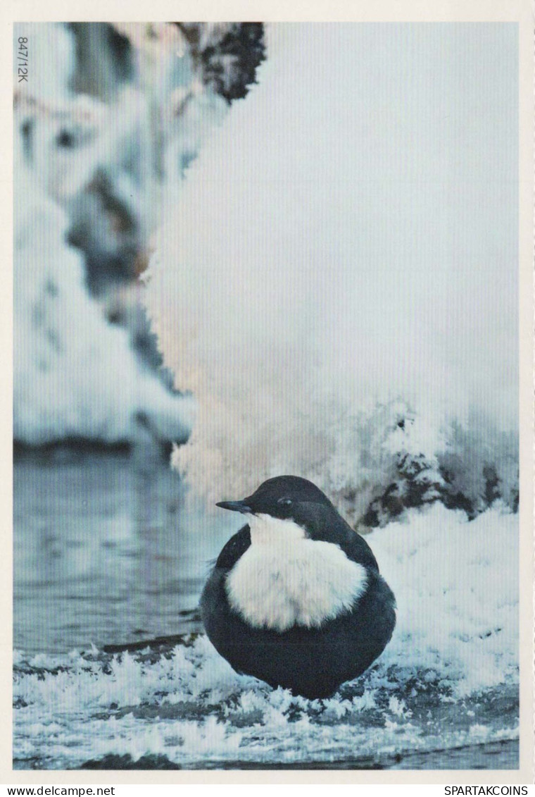 OISEAU Animaux Vintage Carte Postale CPSM #PBR419.FR - Vögel