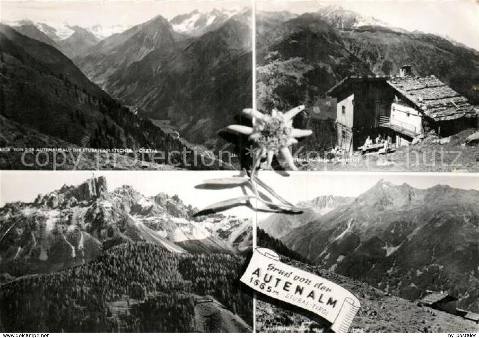 72937383 Neustift Stubaital Tirol Autenalm Edelweiss Alpenpanorama Stubaier Alpe - Andere & Zonder Classificatie