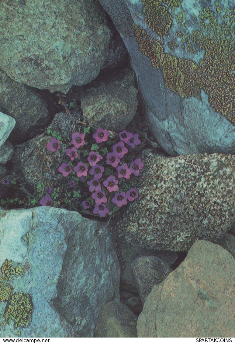 FLEURS Vintage Carte Postale CPSM #PAS505.FR - Flowers