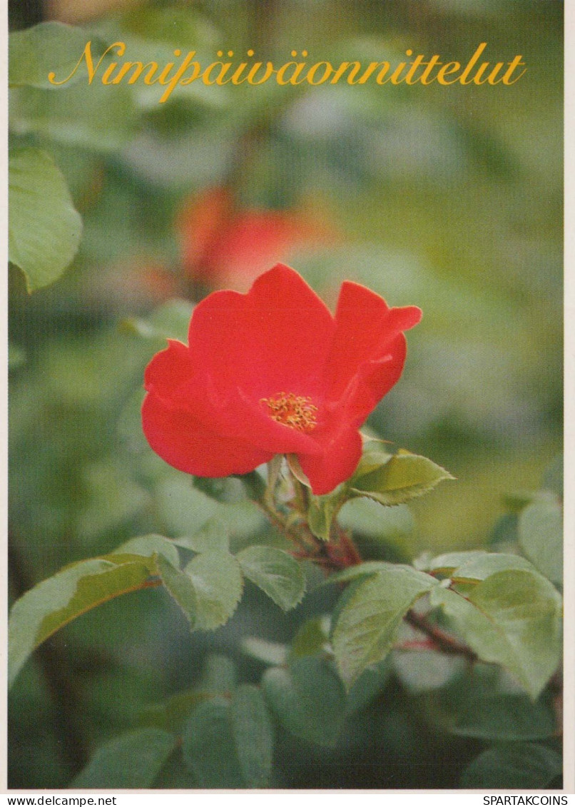FLEURS Vintage Carte Postale CPSM #PAS265.FR - Flowers