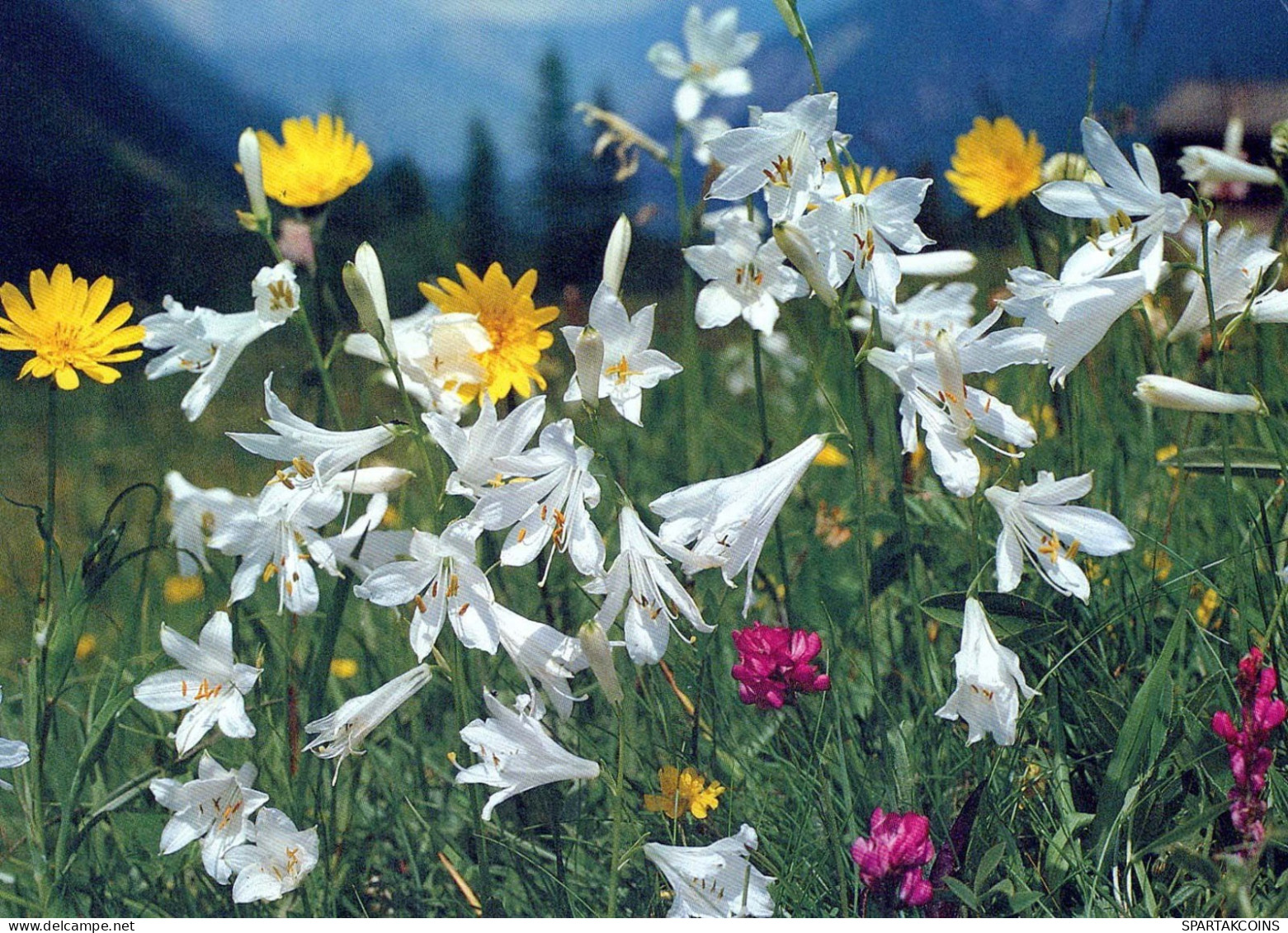 FLEURS Vintage Carte Postale CPSM #PAR243.FR - Fleurs