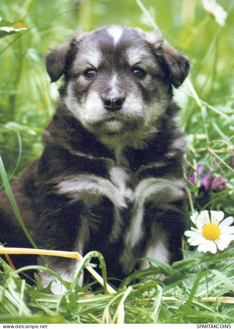 CHIEN Animaux Vintage Carte Postale CPSM #PAN803.FR - Honden