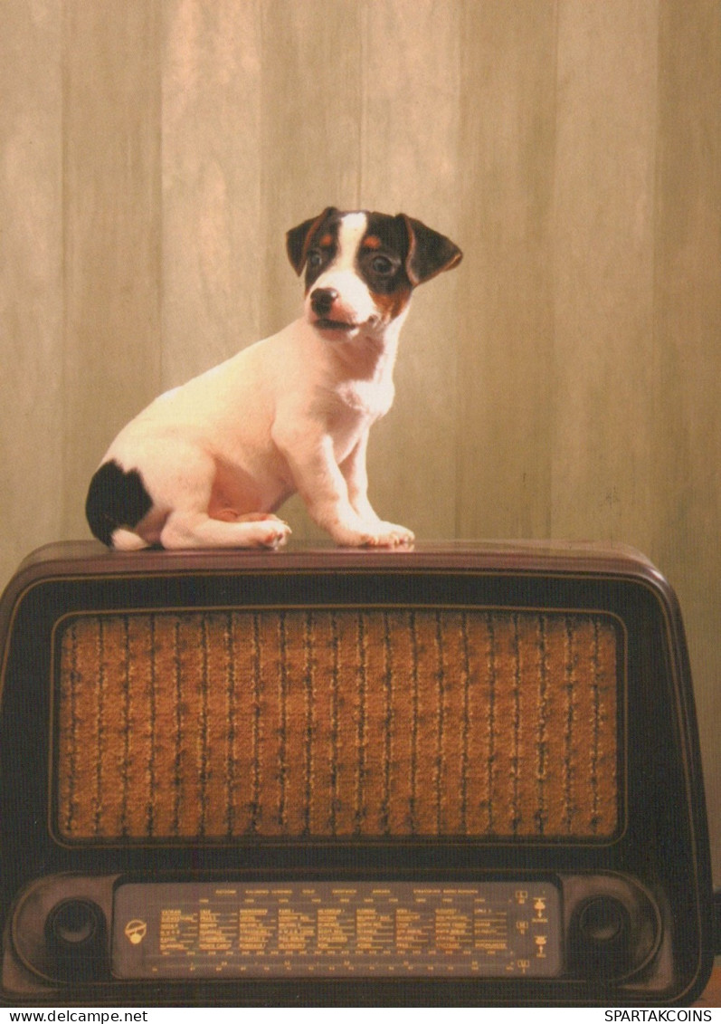 CHIEN Animaux Vintage Carte Postale CPSM #PAN477.FR - Hunde