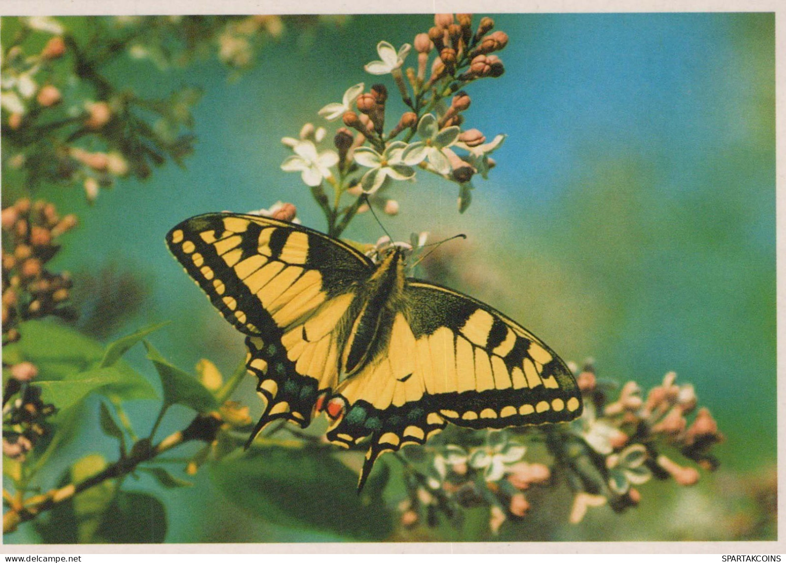 MARIPOSAS Vintage Tarjeta Postal CPSM #PBZ915.ES - Vlinders