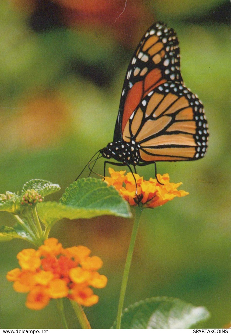 MARIPOSAS Animales Vintage Tarjeta Postal CPSM #PBS459.ES - Butterflies