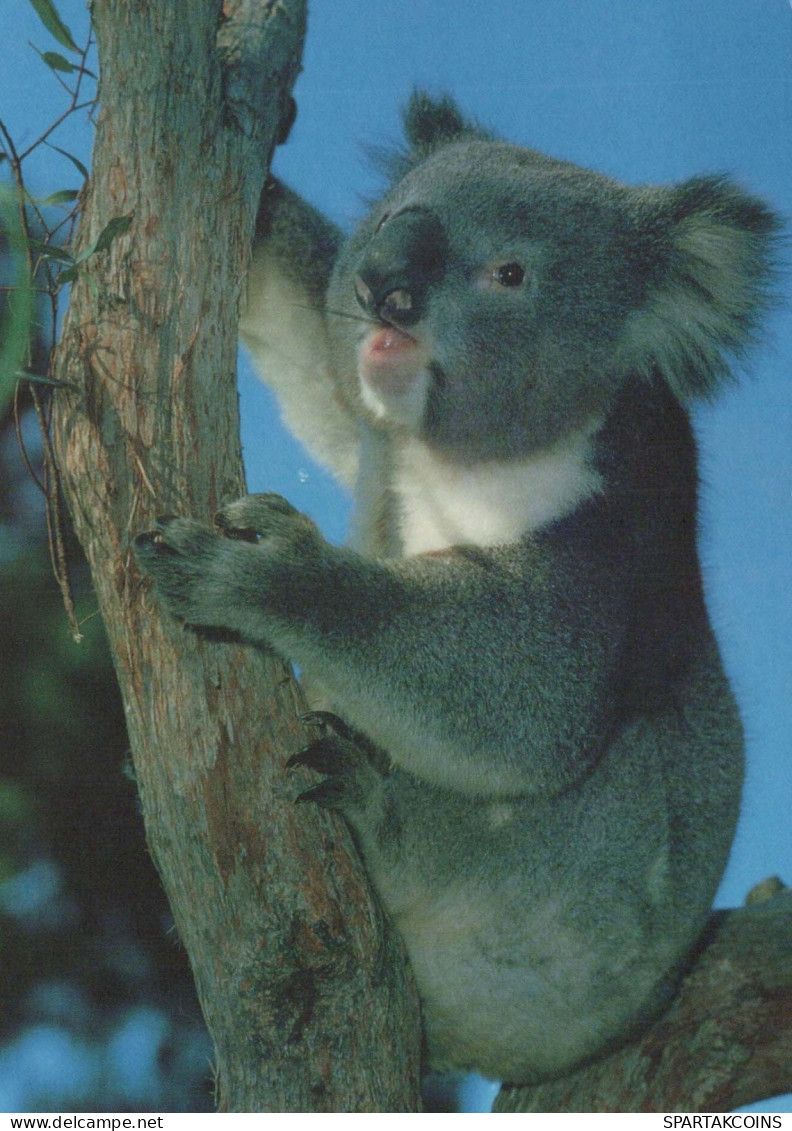 KOALA Animales Vintage Tarjeta Postal CPSM #PBS148.ES - Otros & Sin Clasificación