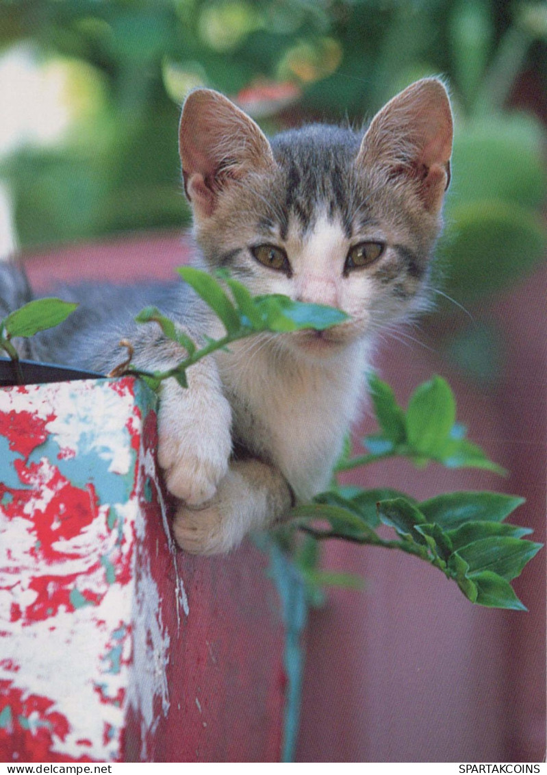 GATO GATITO Animales Vintage Tarjeta Postal CPSM #PBQ765.ES - Chats