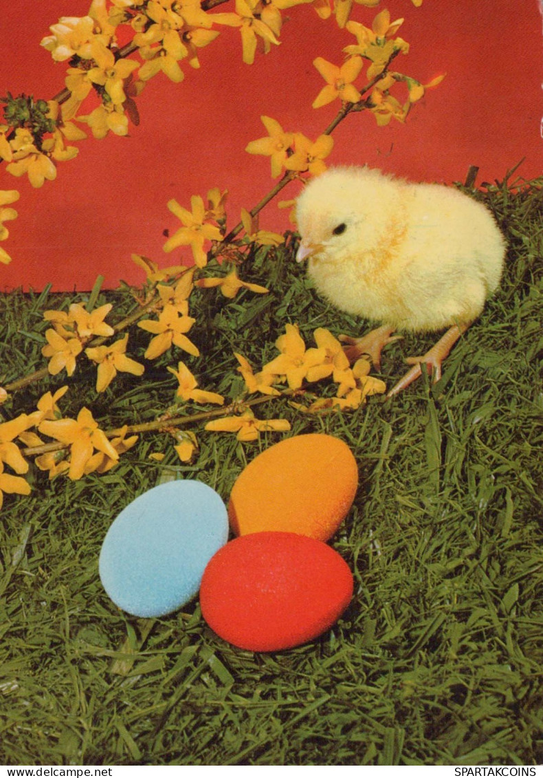 PASCUA POLLO HUEVO Vintage Tarjeta Postal CPSM #PBP159.ES - Easter