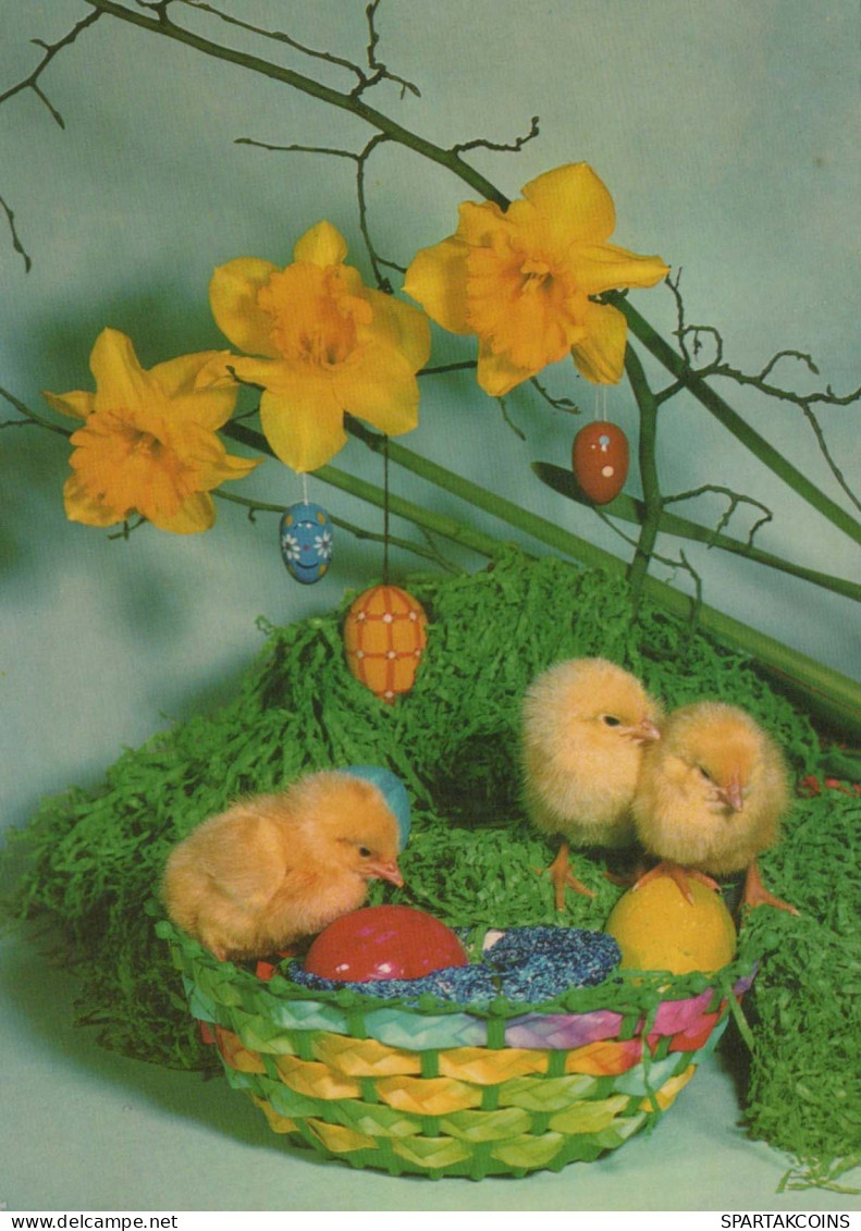 PASCUA POLLO HUEVO Vintage Tarjeta Postal CPSM #PBO595.ES - Easter