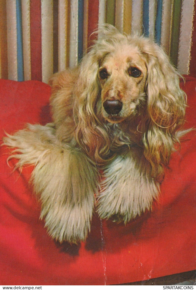 PERRO Animales Vintage Tarjeta Postal CPSM #PAN802.ES - Hunde