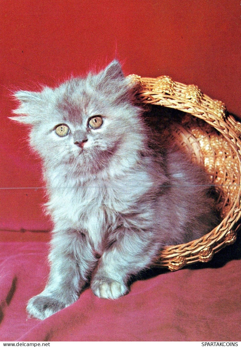 GATO GATITO Animales Vintage Tarjeta Postal CPSM #PAM102.ES - Katten
