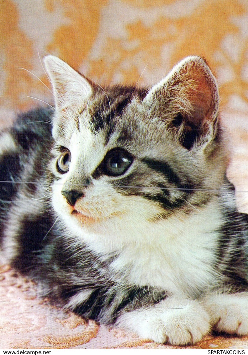 GATO GATITO Animales Vintage Tarjeta Postal CPSM #PAM164.ES - Cats