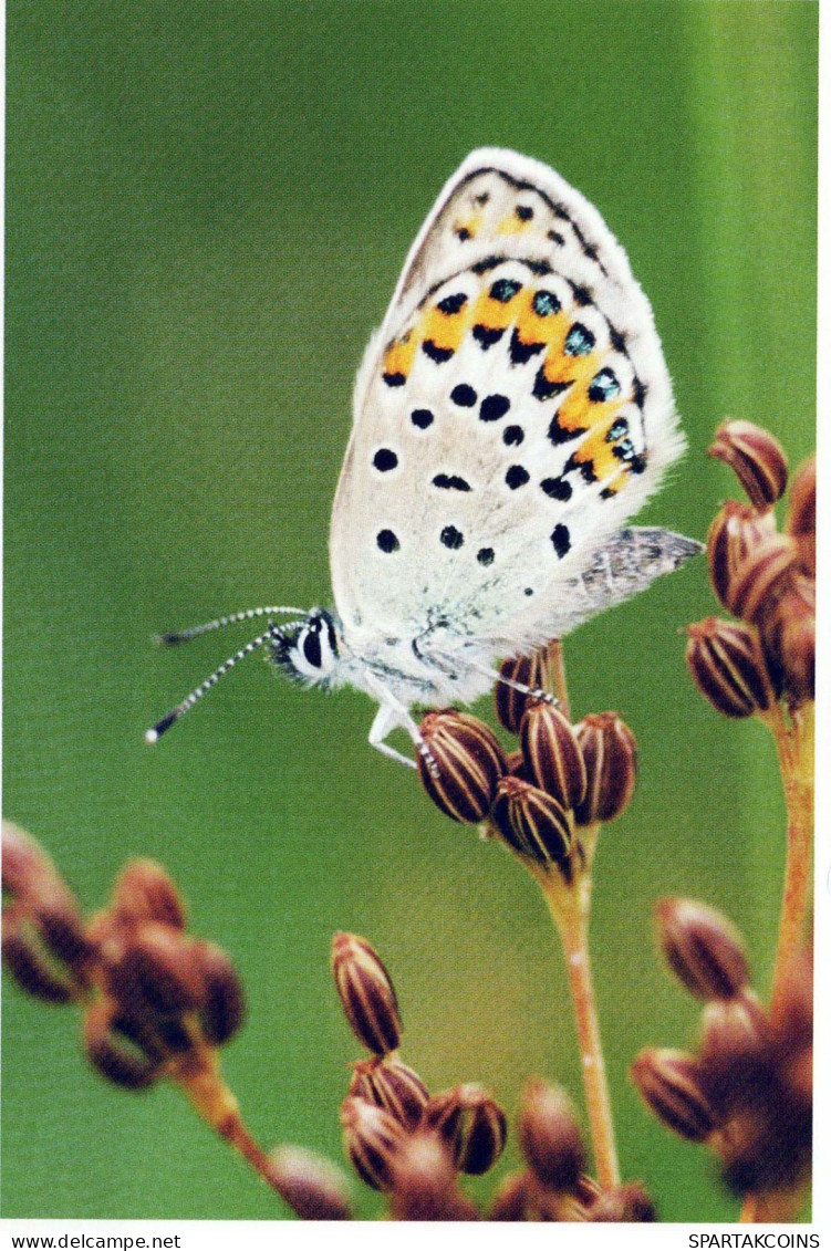 SCHMETTERLINGE Tier Vintage Ansichtskarte Postkarte CPSM #PBS461.DE - Butterflies