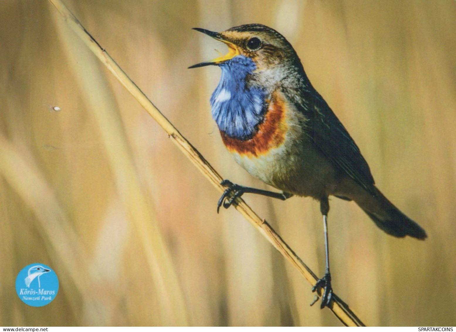 VOGEL Tier Vintage Ansichtskarte Postkarte CPSM #PBR673.DE - Vögel